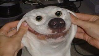 funny cats and dogs 2023 ????????????