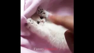 So many cute kittens videos compilation 2018