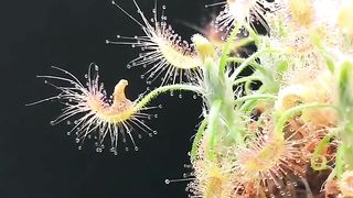 Carnivorous plant timelapse Drosera Scorpioides Sundew eating insects.