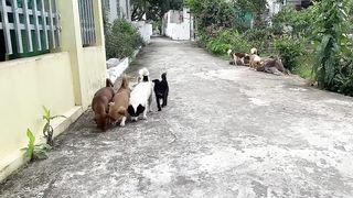 Cute Dogs Moments Compilation Part 1 - Funny Dogs Videos 2023 2