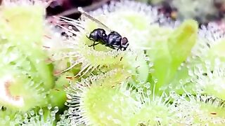 Drosera Burmannii Carnivorous plant vs fly timelapse.