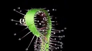 Drosera capensis in action ???????? Sundew plant carnivorous plants ???? By @paulkaempf_macro.