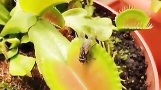 Large Venus Flytrap vs. Insect Carnivorous plant trapping insect alive.