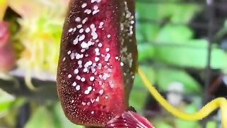 Nepenthes Lowii x Ventricosa peristome huge pitcher plant beautiful carnivorous plant.