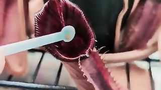 Nepenthes pitcher plant Feeding time ☺️ ???? By @erics_carnivores.