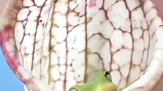 Smart frog eating fly alive in a Carnivorous pitcher plant #shorts bug eating plant.