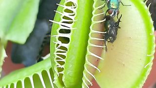 Team fly or team Venus flytrap Dionae muscipula- #shorts.