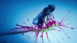 Timelapse of a fly being trapped by Round-Leaved Sundew Drosera rotundifolia.