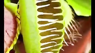 Venus fly trap bug eating plant #nature #shorts.
