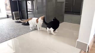 Talking Cat