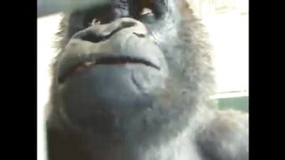 Singe qui danse