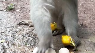 Leave the monkey egg