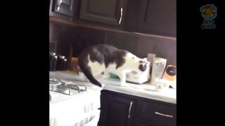 Смешных коты-и-другие-животны-2017_11