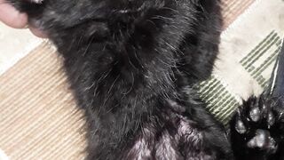 Kitten 2