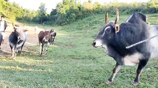 Bull fight (Khla ???? Rngem, iadaw masi).