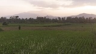 sunset in the fields