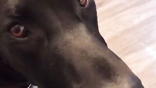 Cutest Puppies & Funniest Dogs on TikTok Compilation