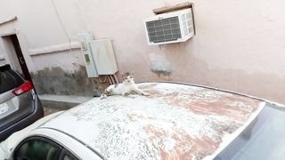 Funny cat relaxing on the car