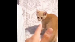 Funny Cats And Dogs Videos ???? Funniest Animals 2023 2