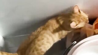Funniest Cats And Dogs Videos 2023 ???????? #1