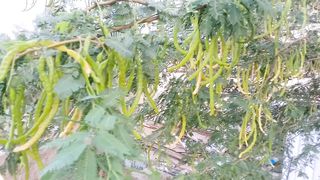 Its beautiful nature tree for meditation