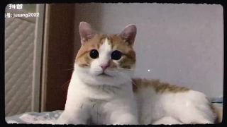 Funniest Animals 2023 ???? Funniest Cats and Dogs ???????? 12
