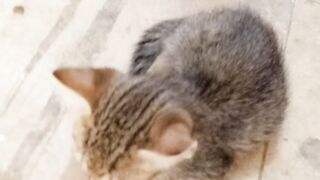 Its very cute and funny kitten
