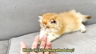 Beautiful cute cate 2