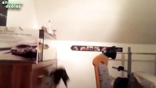 Funny animal failed jump Compilation
