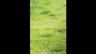 Lets try not to laugh at these funny animals