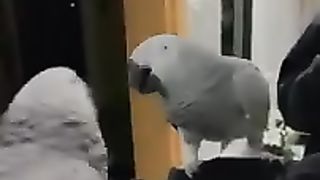 African Grey fighting with his reflection-Funny-Parrots-shorts.