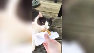 Best Animal Video????Try Not Laughing Challenge????Very Funny Compilation#34