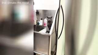 This is the Funniest Pet Video????You'll Laugh So Much????Best Video Compilation #42