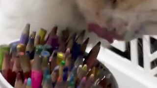 ANIMALS GOING GOBLIN MODE ???? FUNNY ANIMALS, CATS & DOGS ???? 2