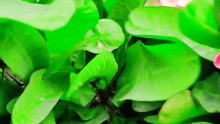 Garden plant beauty
