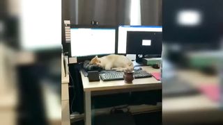 Funny cats 40