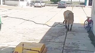 #FunnyVideos #LaughUntilYourStomachHurts #HaveYouLaughedToday 2