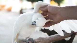 10 Most Expensive Birds in the World.