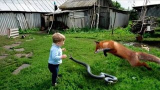 100 moments surprenant avec les animaux