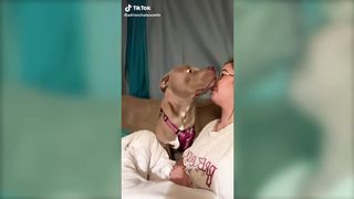 Funny dog moments