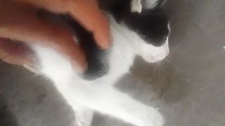 Cute cat 29
