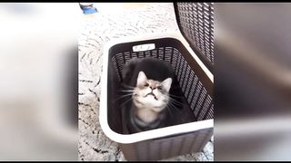 Funny cats and dogs vidéo