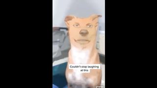 Funniest TikTok Dogs and Cats #52 - Try Not to Laugh with TikTok Animals 2020 | OnPets Sparkle 2