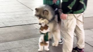 Let's see whose puppy is cuter