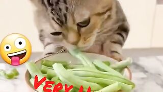 Very Hungry CAT _ eats a treat