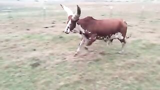 10 Animals With The Biggest Horns In The World.