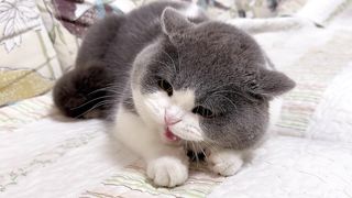 neutered cat