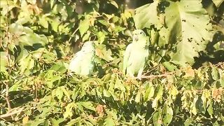 Blanquillo Macaw Lick in Manu - Birds of Peru.