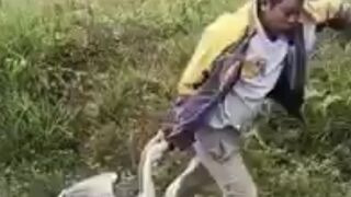 Geese trailer hahahaha (subscribe please)