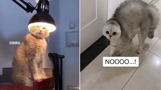 Cat & Side oF TikTok Compilation